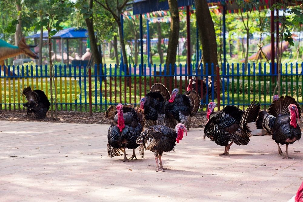 NGÀY HỘI ĐOÀN KẾT 2025